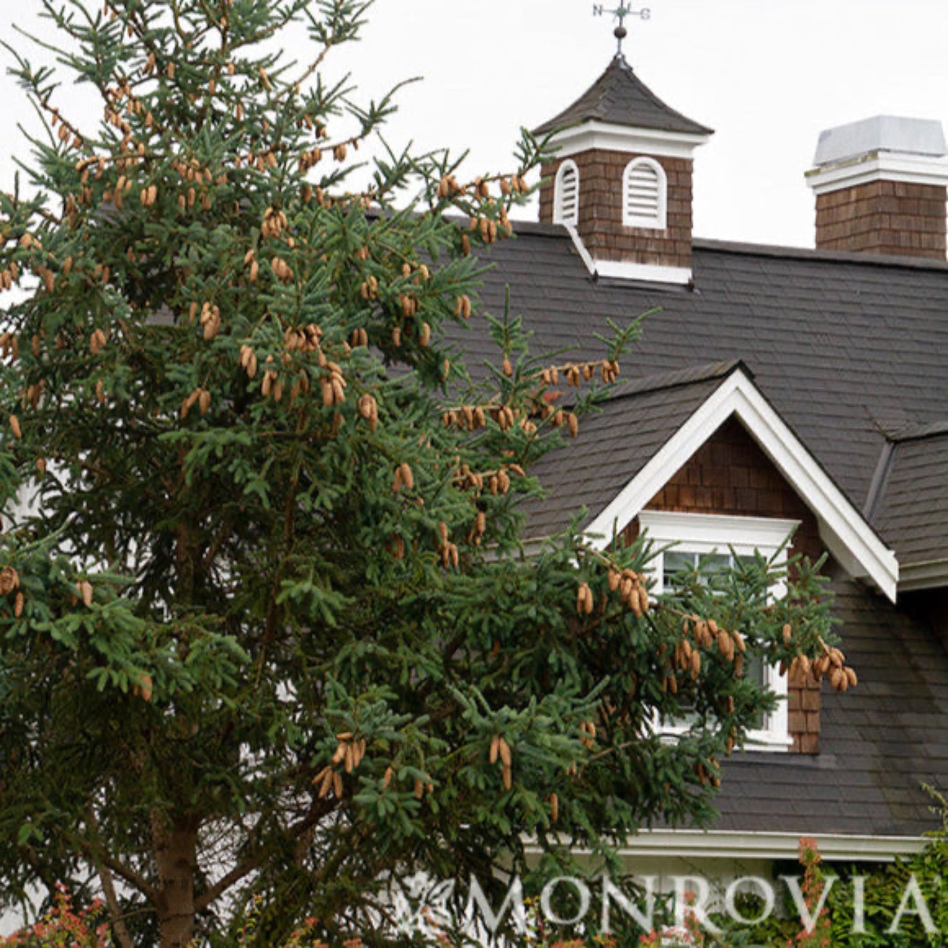 Norway Spruce Treebute Kits are delivered nationwide and are the perfect sympathy gift: Lasts Longer than Flowers.  Plant love, watch it grow.