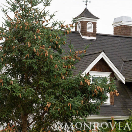 Norway Spruce Treebute Kits are delivered nationwide and are the perfect sympathy gift: Lasts Longer than Flowers.  Plant love, watch it grow.