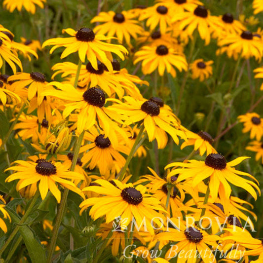 Goldsturm Black-Eyed Susan (Memorial)