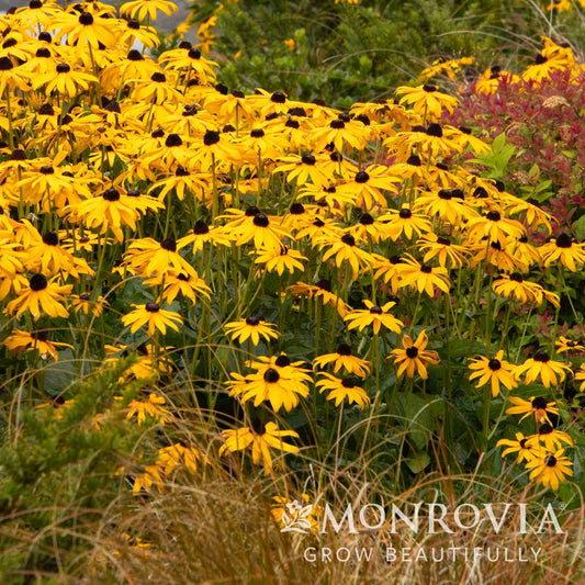 Goldsturm Black-Eyed Susan (Memorial)