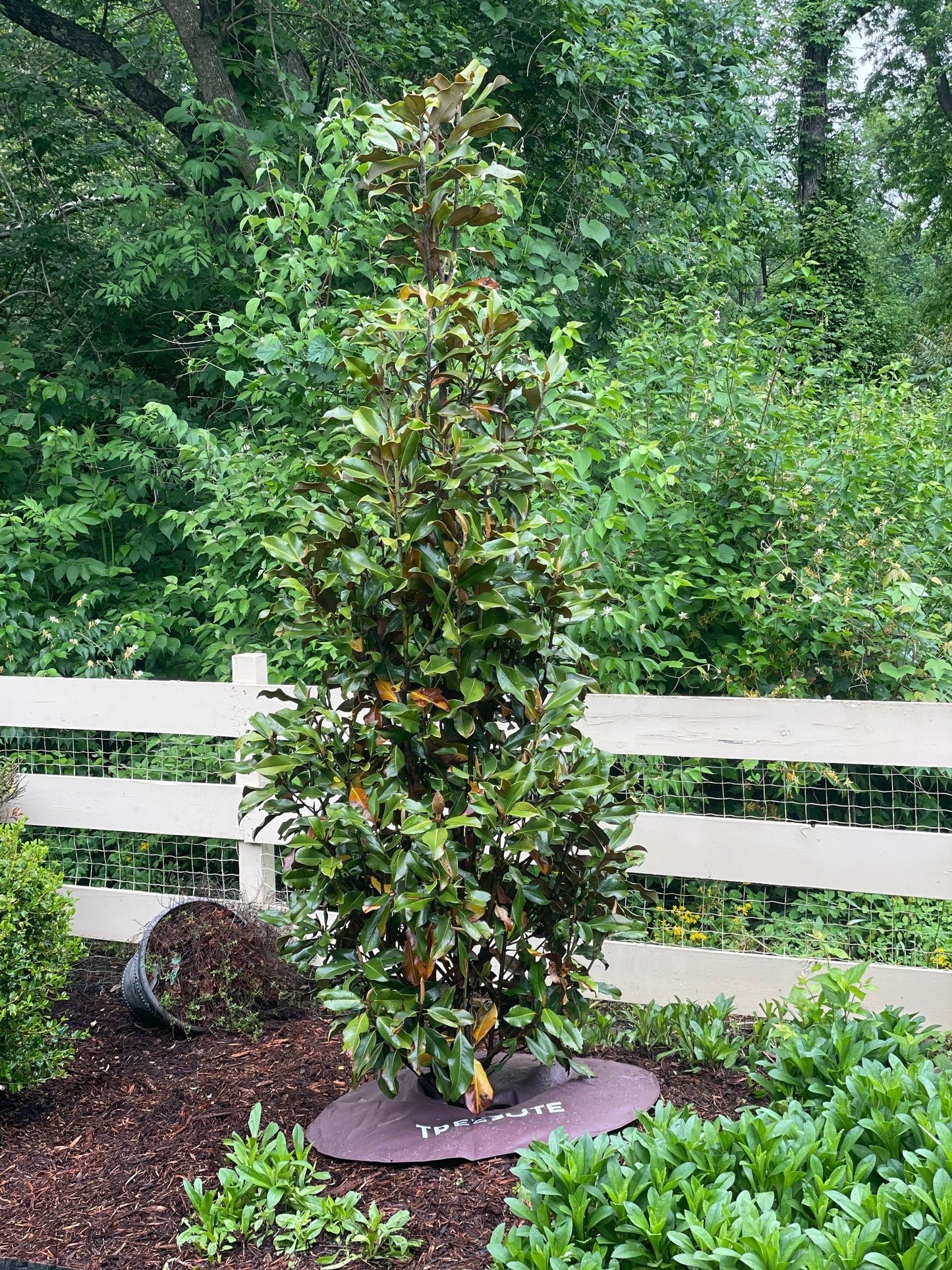Tall green magnolia tree in a garden setting with a white fence and trees in the background