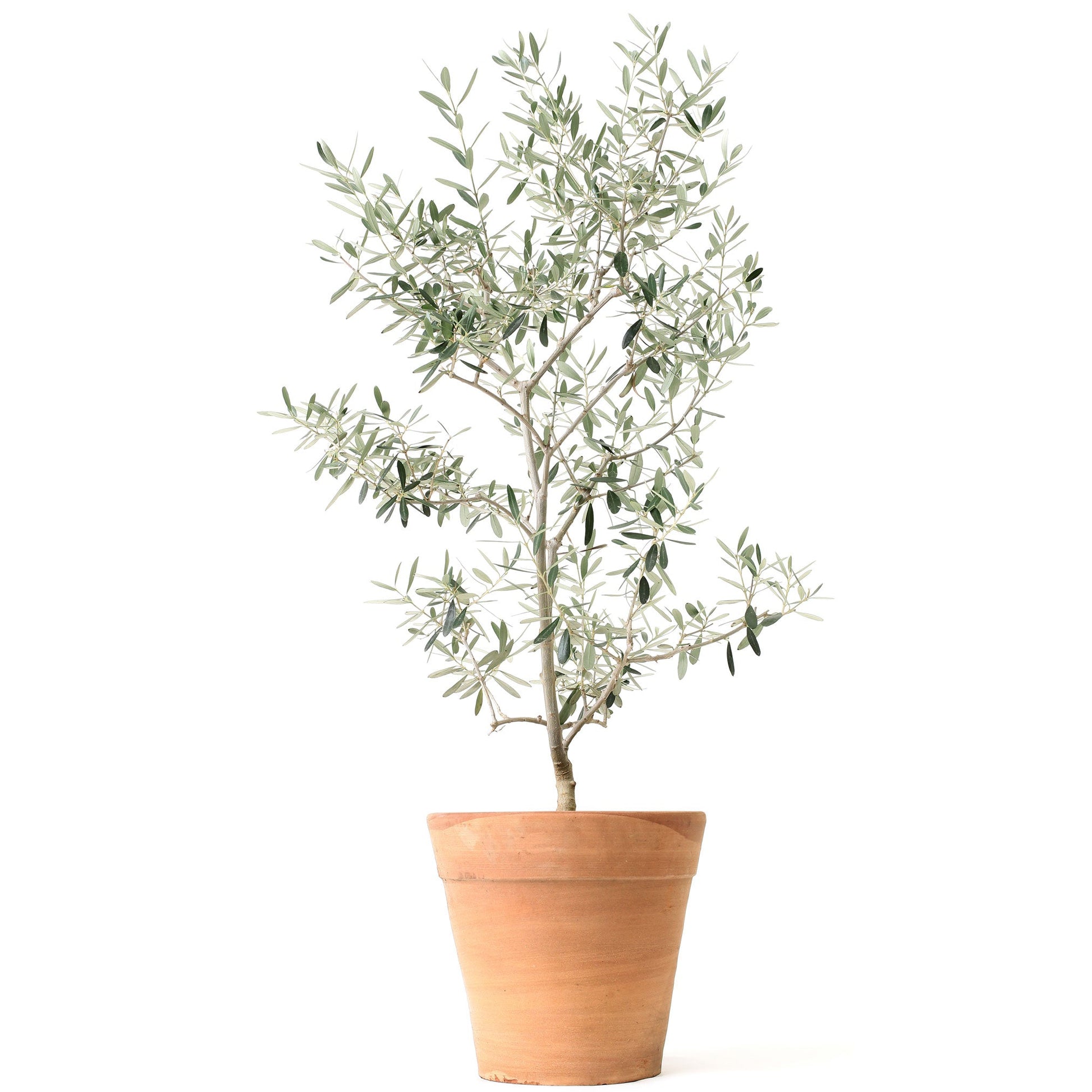 Olive Tree Treebute Kit - cremation friendly tribute kit symbolizing peace, remembrance, and renewal - Treebute Kits are thoughtfully designed for flexibility, with both in-ground and indoor planting options. These portable tributes grow with you—wherever life takes you—so you don’t have to choose between keeping or releasing - You can grow instead.