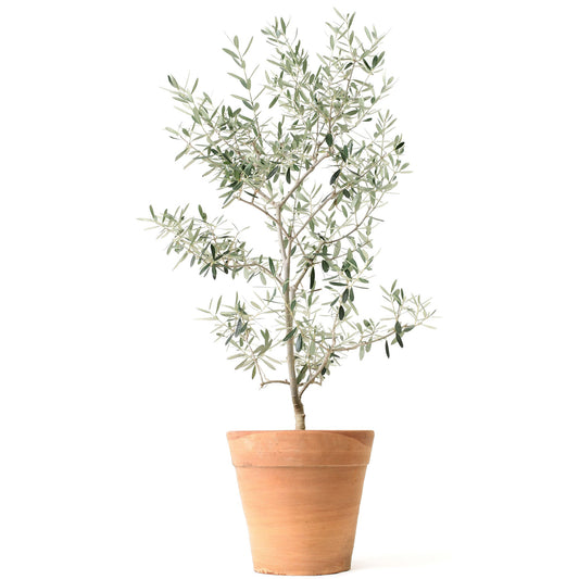 Olive Tree Treebute Kit - cremation friendly tribute kit symbolizing peace, remembrance, and renewal - Treebute Kits are thoughtfully designed for flexibility, with both in-ground and indoor planting options. These portable tributes grow with you—wherever life takes you—so you don’t have to choose between keeping or releasing - You can grow instead.
