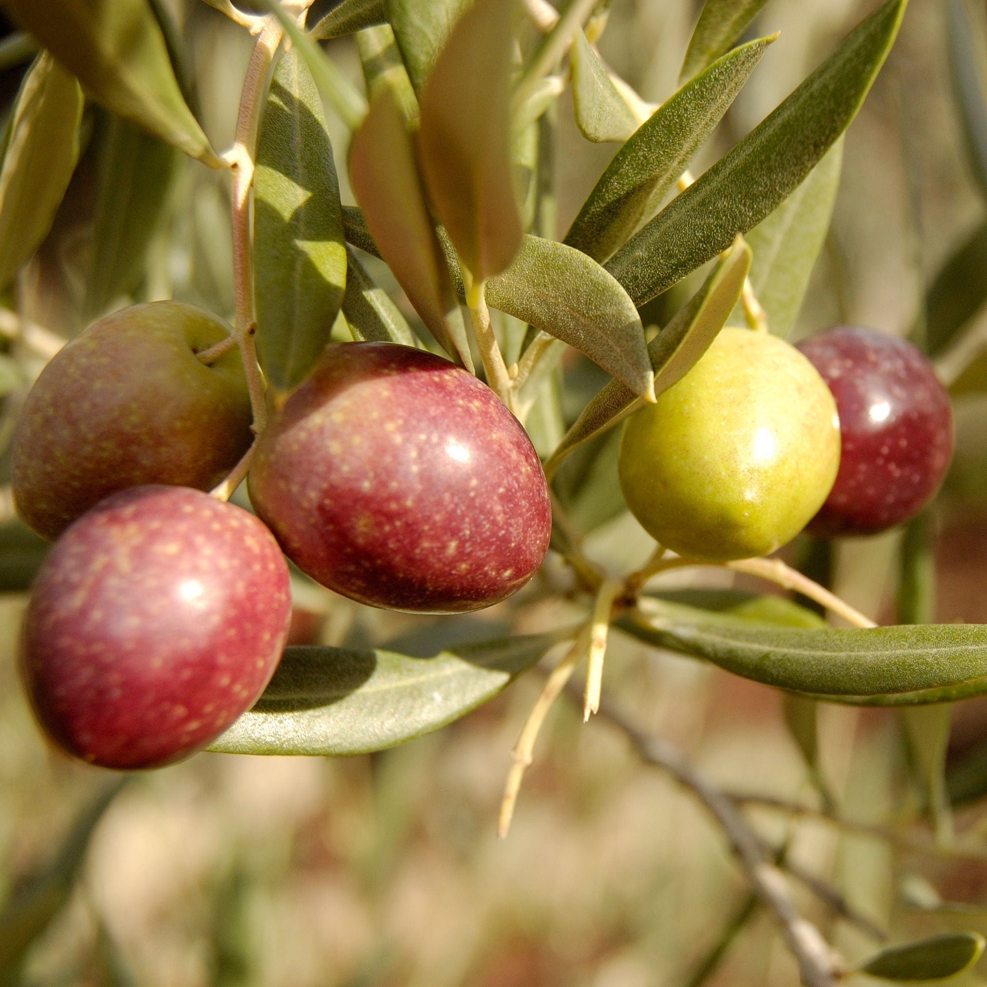 Create a living legacy with the Olive Tree Treebute Kit - a heartfelt way to honor someone special - for a pet or merson - peaceful, meaningful, rooted in love.