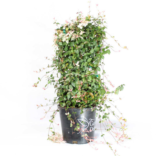 Snow-N-Summer™ Asiatic Jasmine (Memorial)