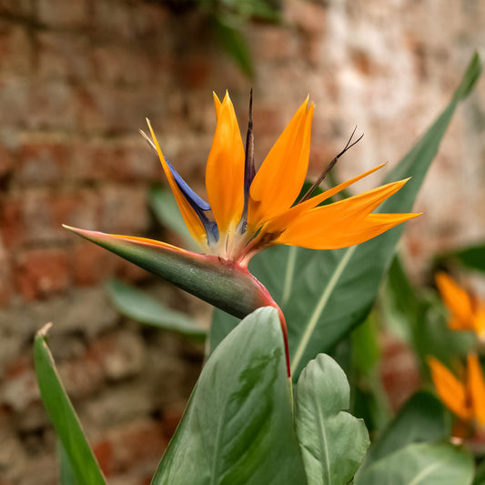 Bird of Paradise (Memorial)