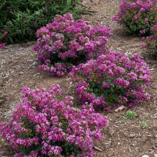 Bellini® Grape Crape Myrtle (Memorial)