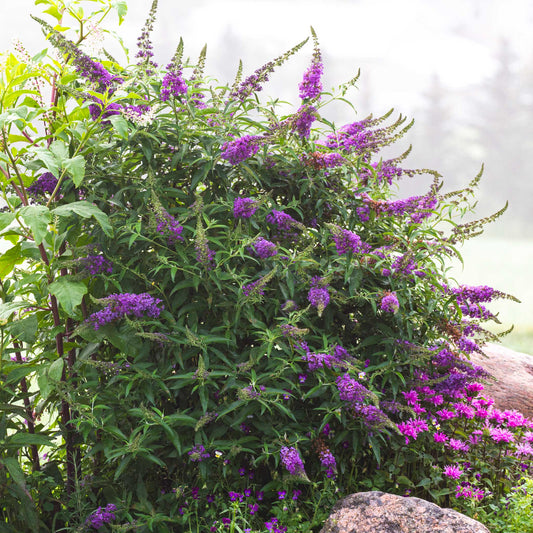 Black Knight Butterfly Bush (Memorial)