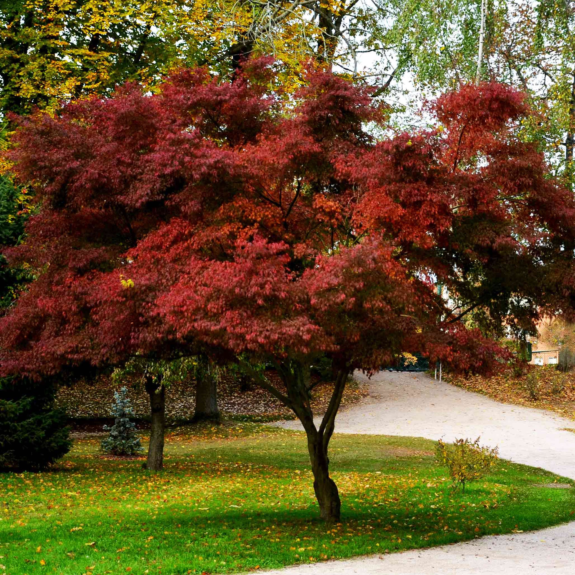 Unlike traditional urns or static keepsakes, the hands-on experience of potting, planting, and nurturing a memorial tree offers healing and forward movement—without the need to let go. Treebute Kit memorial tree with Bloodgood Japanese maple - symbolic tree of peace, remembrance, and legacy.