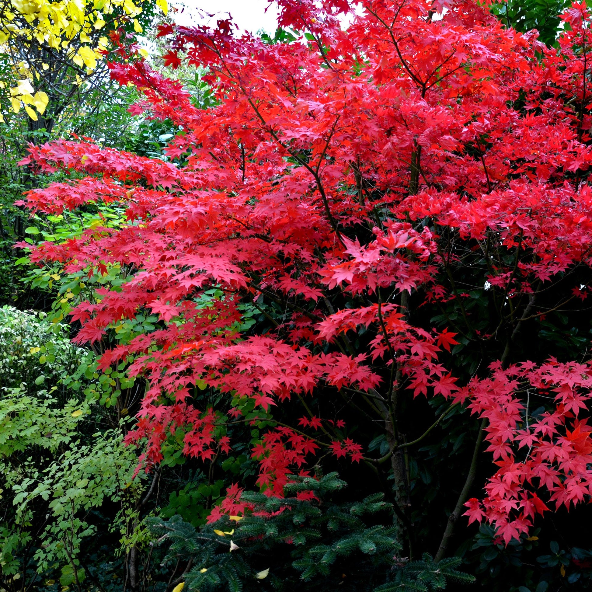 Treebute Kits are thoughtfully designed for both in-ground and indoor planting, with portable containers that allow your tribute to move with you. You don’t have to choose between holding on and letting go—you can grow instead. Deep red Bloodgood Japanese Maple sapling planted in a garden to keep a loved ones memory close.