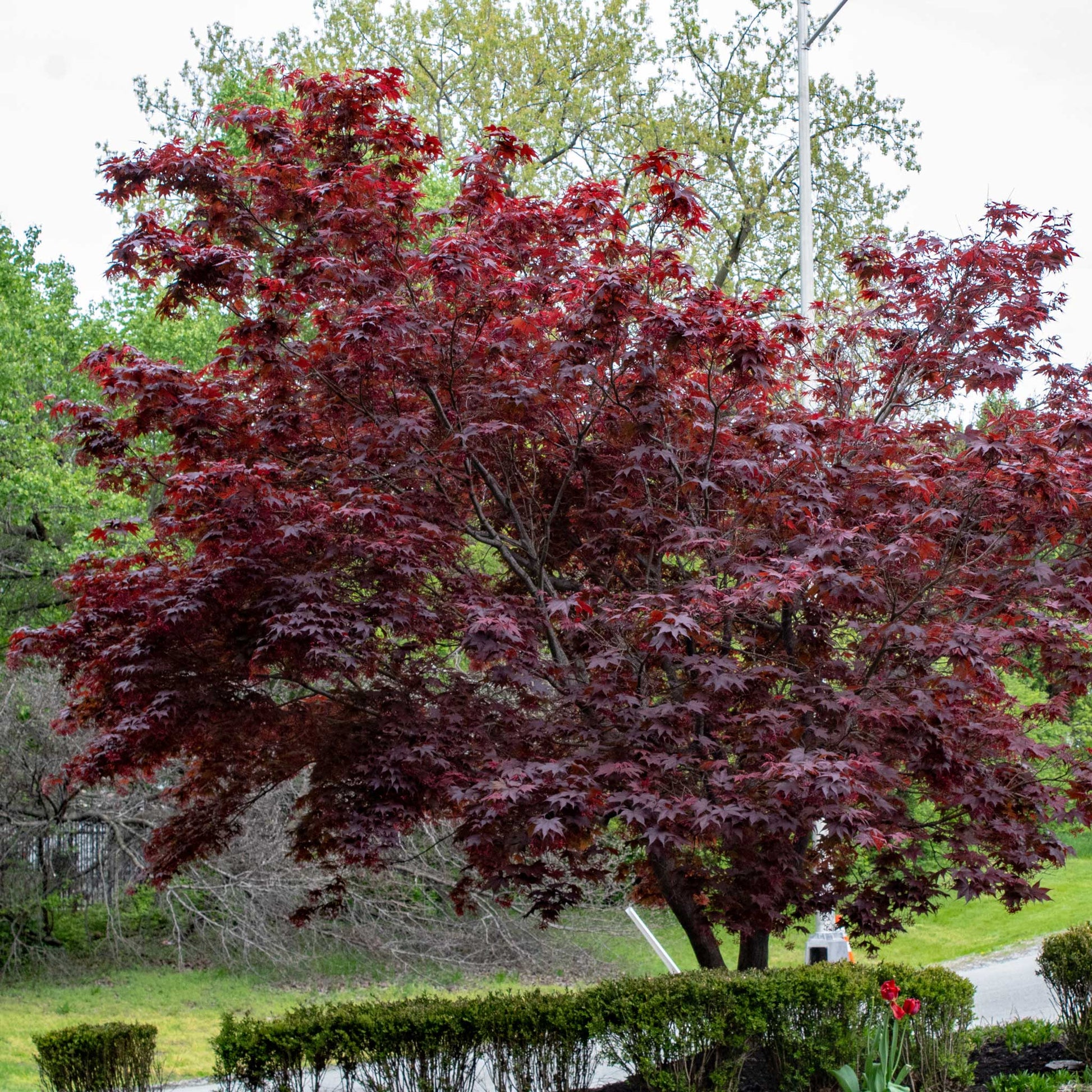 Bloodgood Japanese Maple memorial tree planting kit - Treebute Kit for honoring a loved one with elegance and grace.  With its finely cut, deep burgundy leaves that blaze into crimson in fall, this tree reflects the enduring beauty of a life well loved and deeply missed.