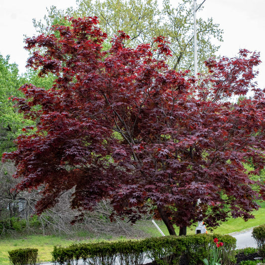 Bloodgood Japanese Maple memorial tree planting kit - Treebute Kit for honoring a loved one with elegance and grace.  With its finely cut, deep burgundy leaves that blaze into crimson in fall, this tree reflects the enduring beauty of a life well loved and deeply missed.