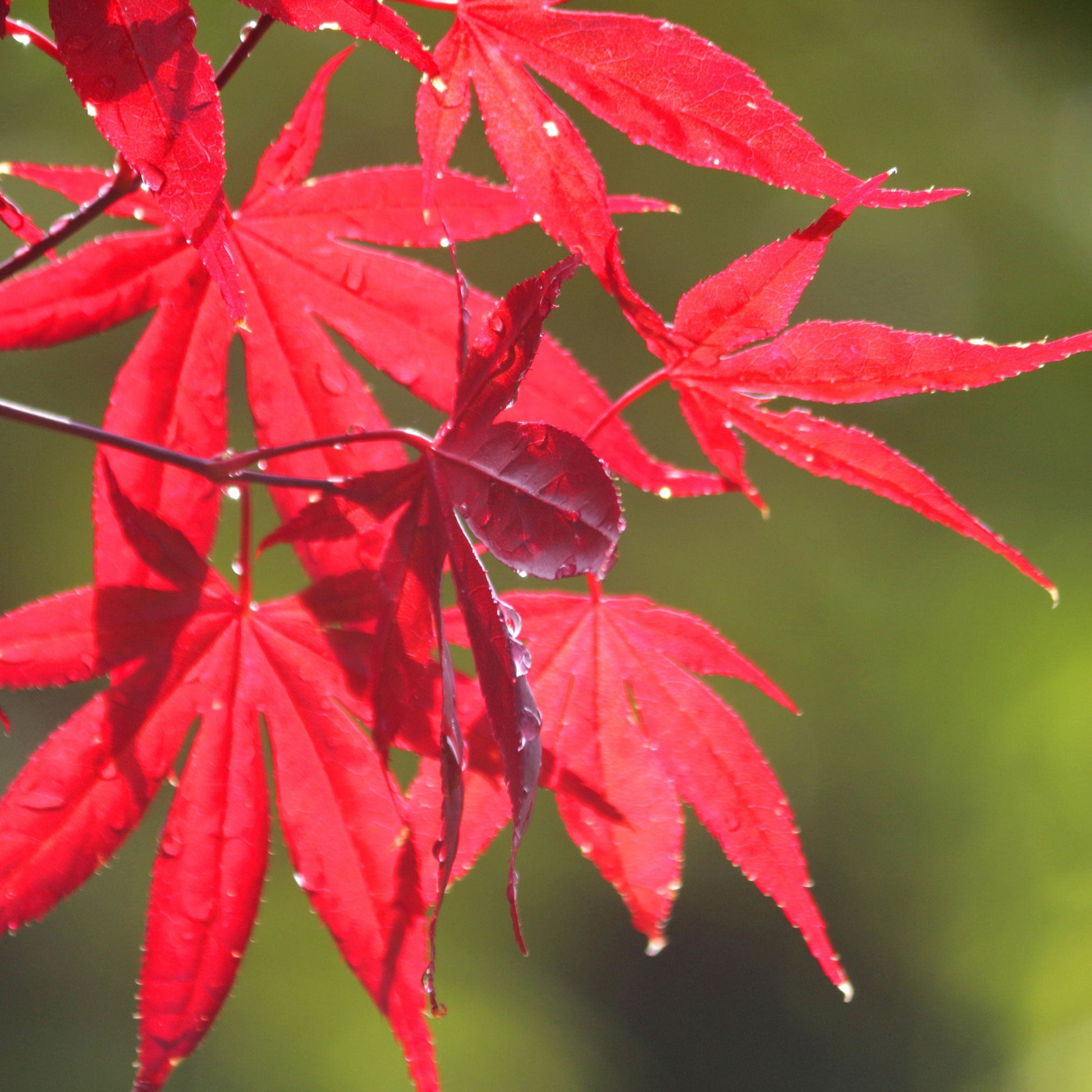 Treebute Kits are designed to hold all or a portion of your pet’s cremation ashes - Bloodgood Japanese Maple features beautiful crimson red leaves dripping with dew drops.  Planting kit with Japanese Maple tree - lasting sympathy gift designed to grow from ashes.