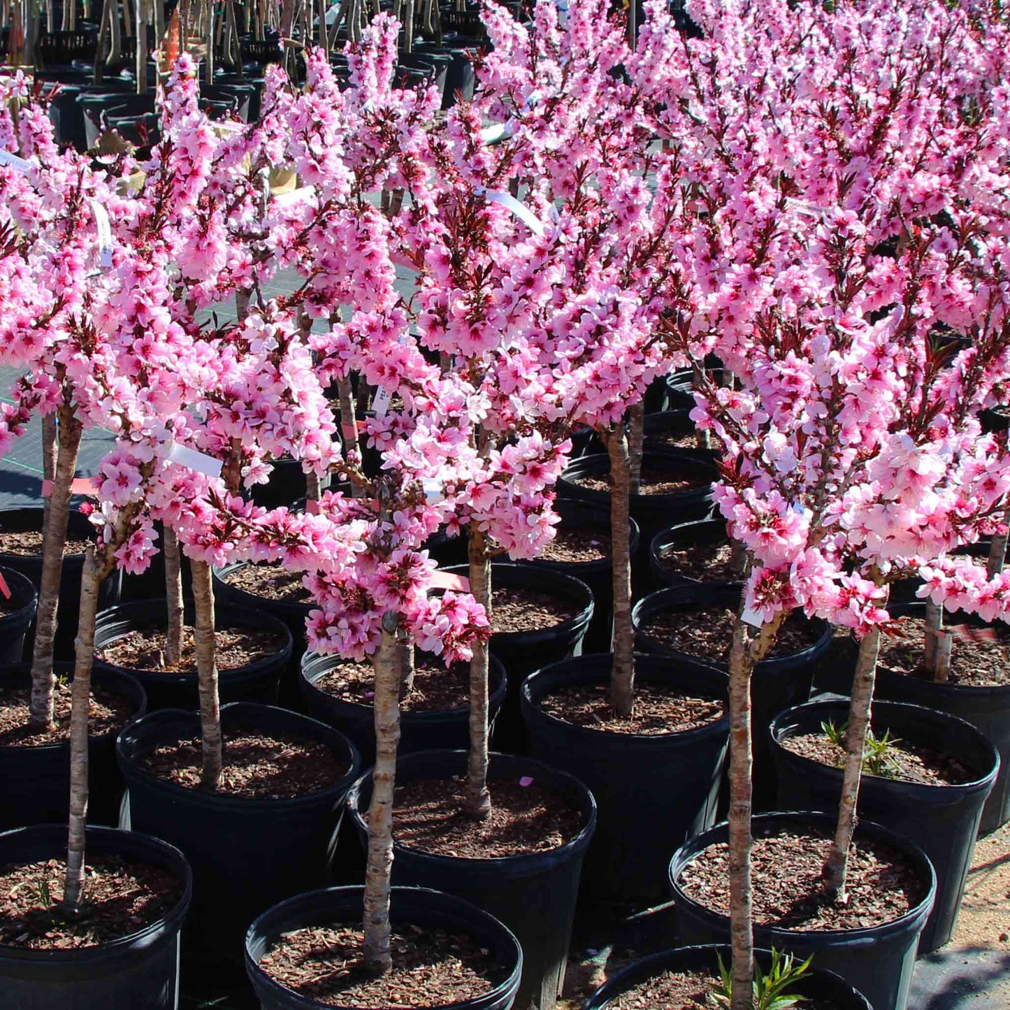 reebute is redefining how we honor life and loss by pioneering the category of living memorials - Bonfire Patio Peach tribute tree kit planting for home gardens or patios after pet loss to honor their memory.