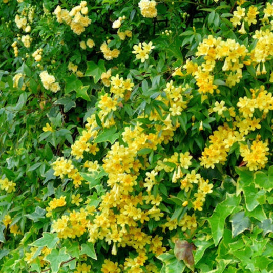 Carolina Jasmine (Memorial)