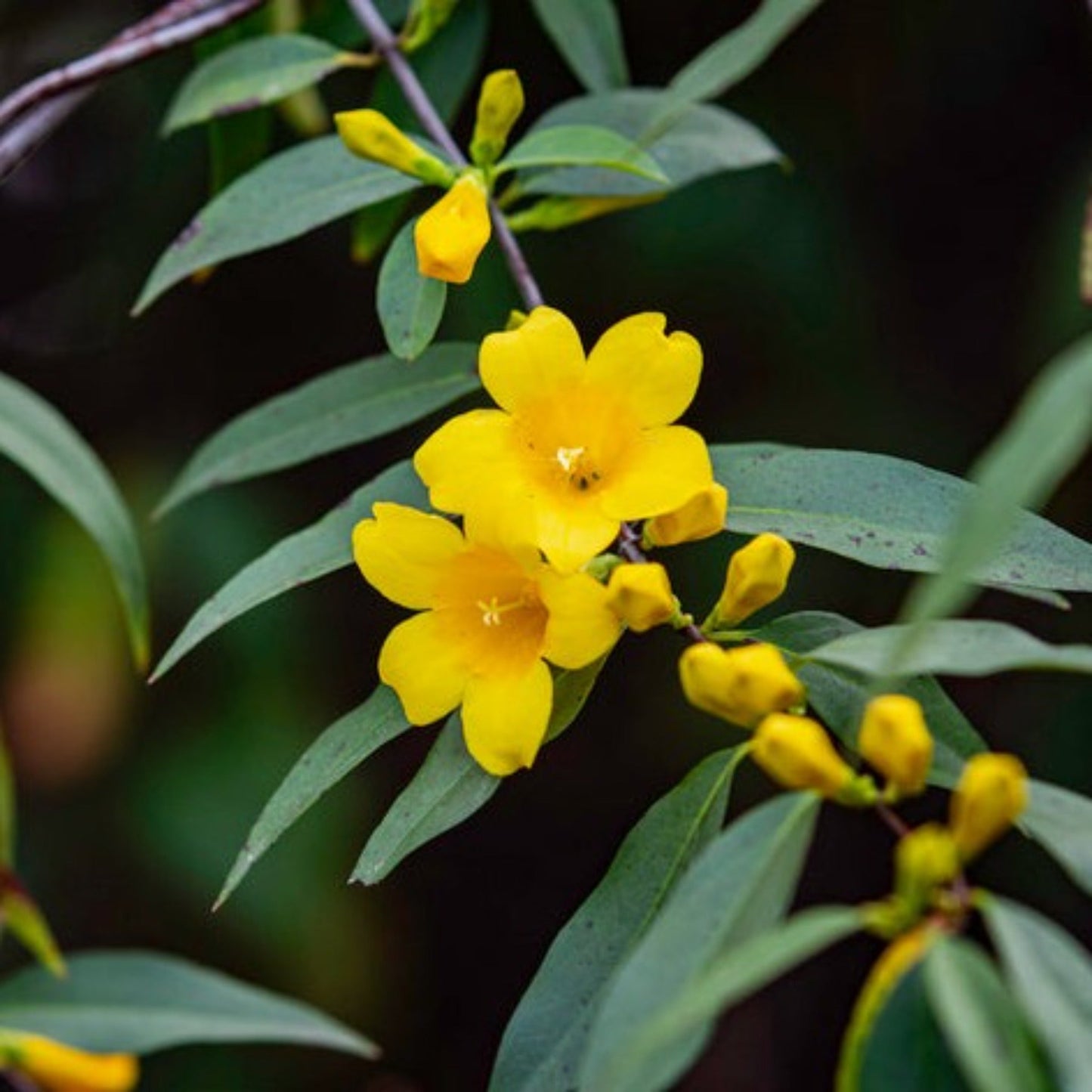 Carolina Jasmine (Pet)