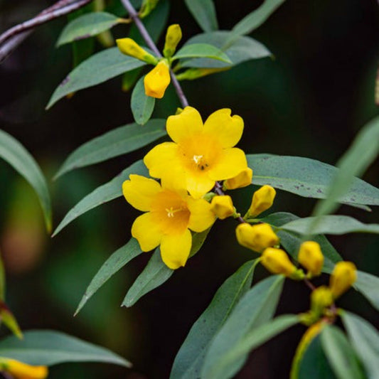 Carolina Jasmine (Memorial)