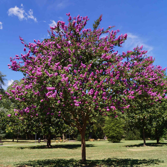 Catawba Crapemyrtle (Memorial)
