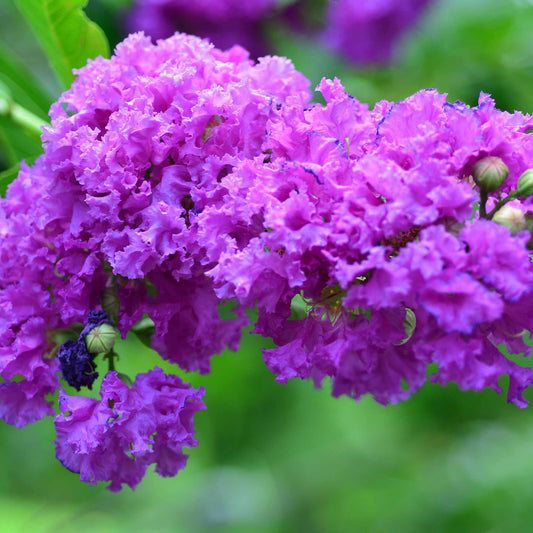 Catawba Crapemyrtle (Memorial)