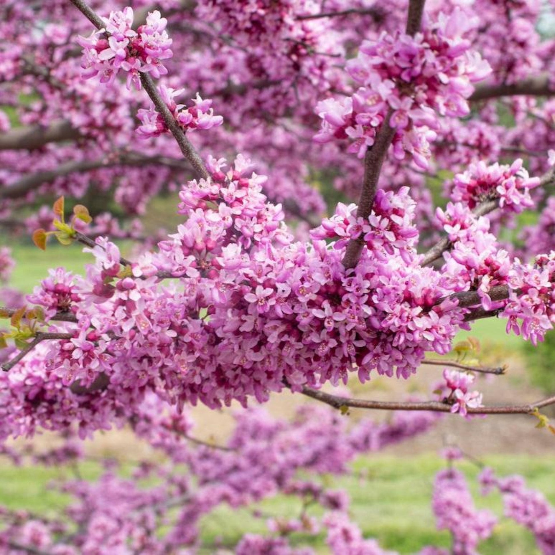 Treebute Kit with Garden Gems Emerald Redbud tree - backyard or garden tribute tree planting with or without incorporating your pet's cremation ashes.  Treebute Kits are designed to safely incorporate cremation ashes into a meaningful planting - indoors or outdoors - so your love lives on.