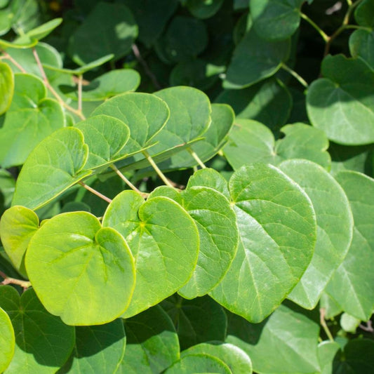 Heart-leaf redbud memorial tree from Treebute - symbol of remembrance, love, and renewal.  Memorial planting kit with Garden Gems Emerald Redbud - compatible with ashes, designed for heartfelt remembrance.