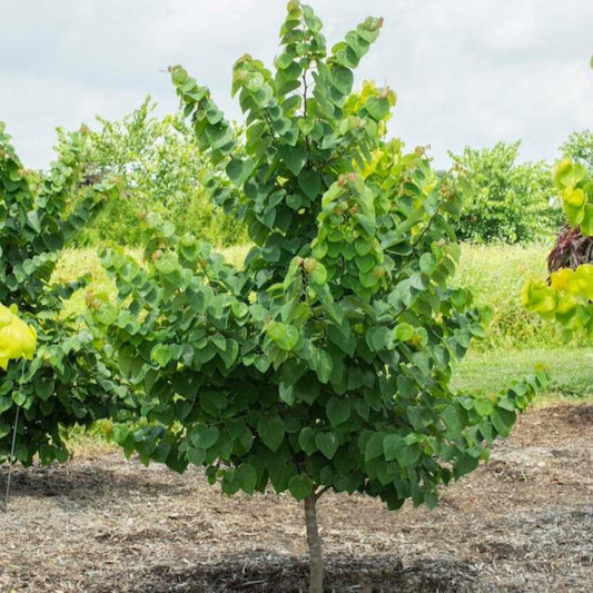 Living tribute kit with Garden Gems Emerald Redbud tree - eco-friendly memorial gift option.