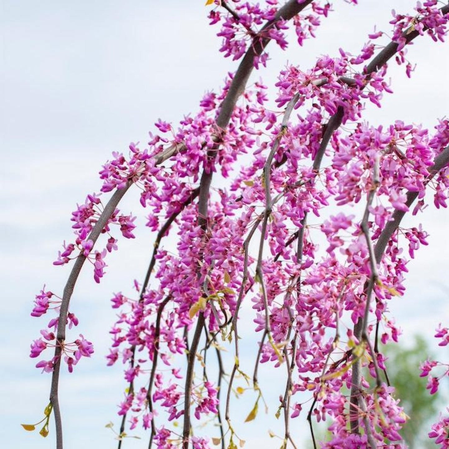Golden Falls® Redbud Tree (Memorial)