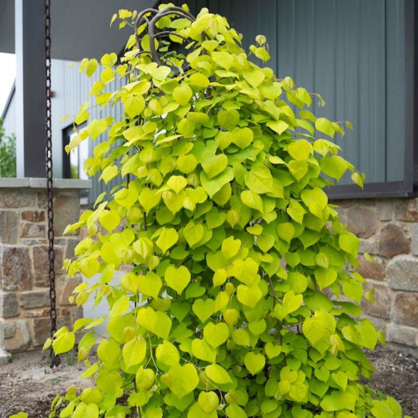 Golden Falls® Redbud Tree (Memorial)