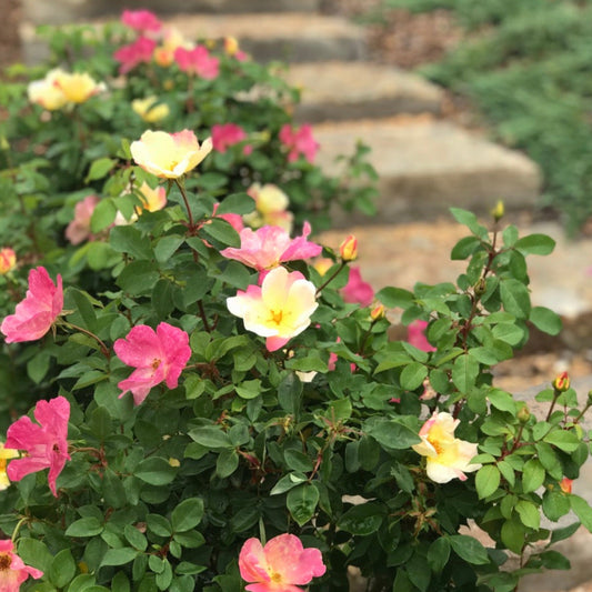 The Champion™ Sunblush Rose (Memorial)