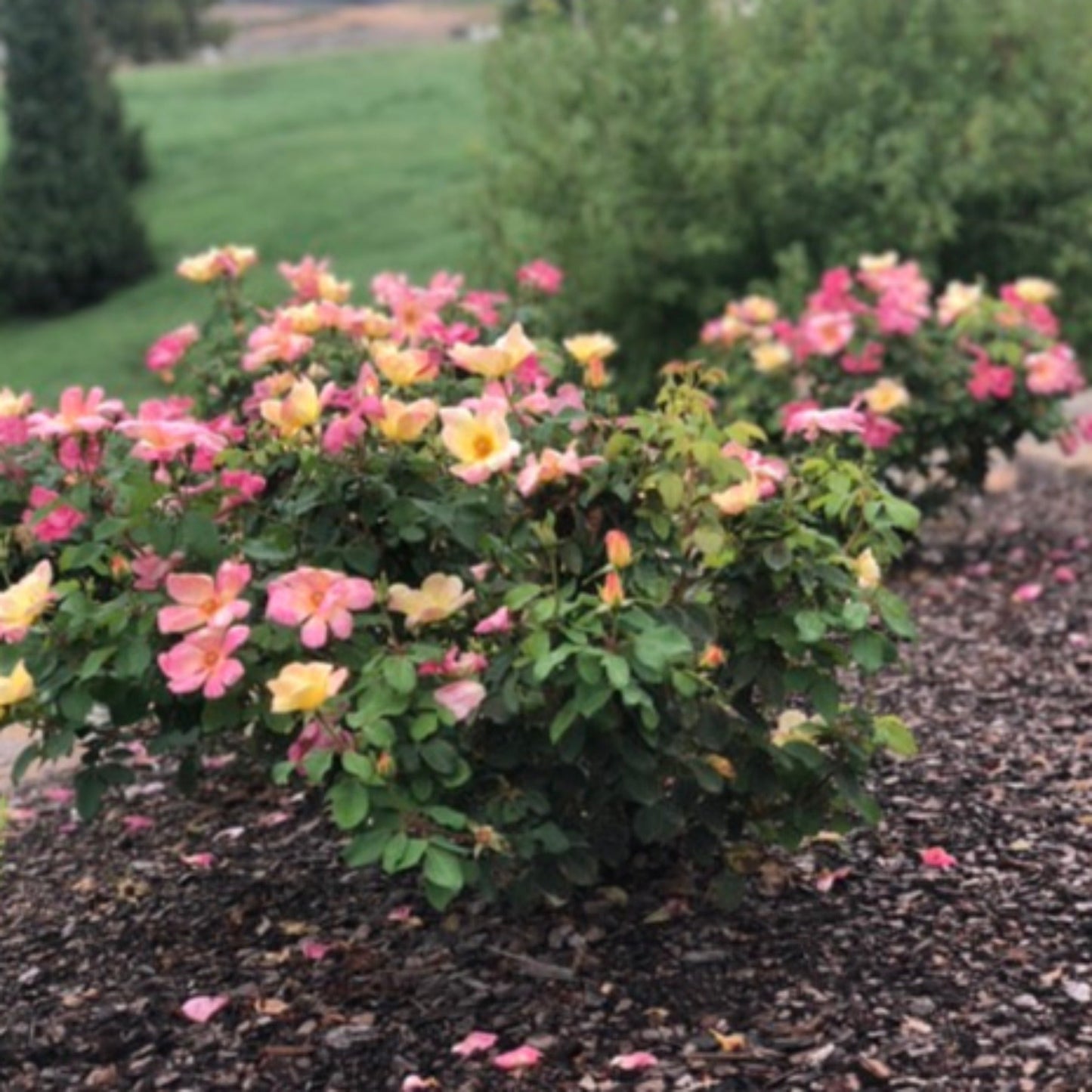 The Champion™ Sunblush Rose (Memorial)