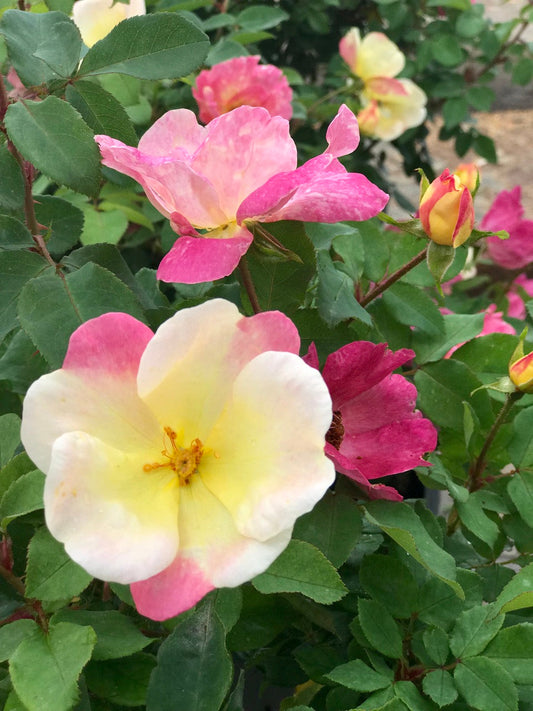 The Champion™ Sunblush Rose (Memorial)