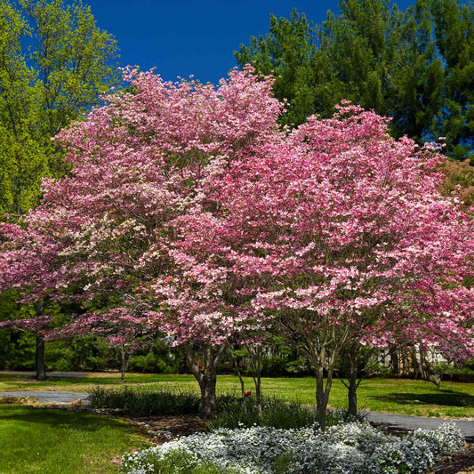 Cherokee Brave Pink Dogwood (Memorial)