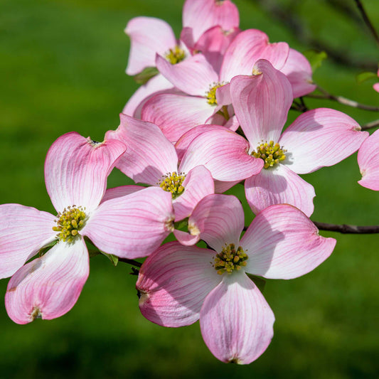 Cherokee Brave Pink Dogwood (Memorial)