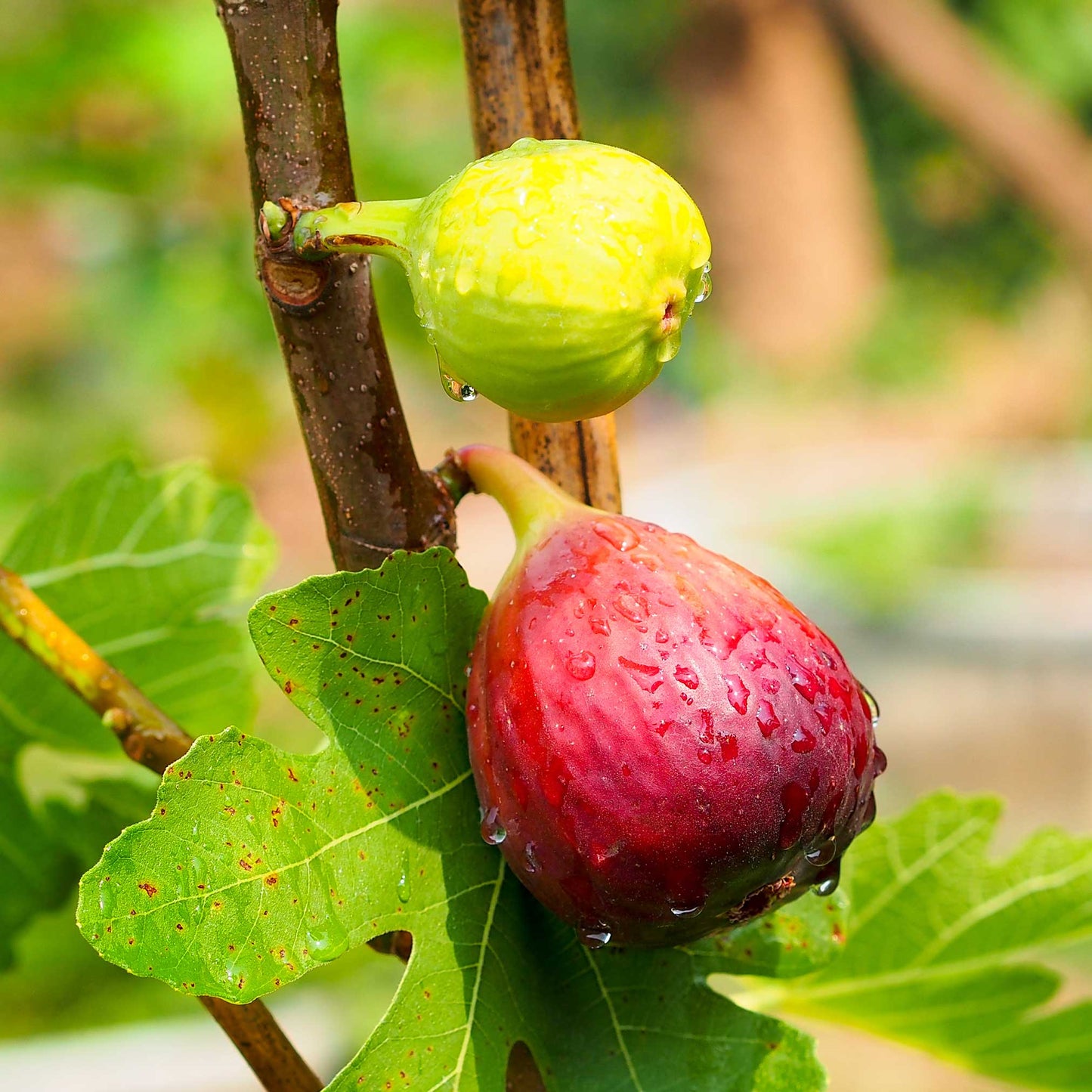 Treebute Kit Chicago Cold Hardy Fig Tree with ripening fruit close up. Plant in memory of pet loss for a more meaningful memorial option.