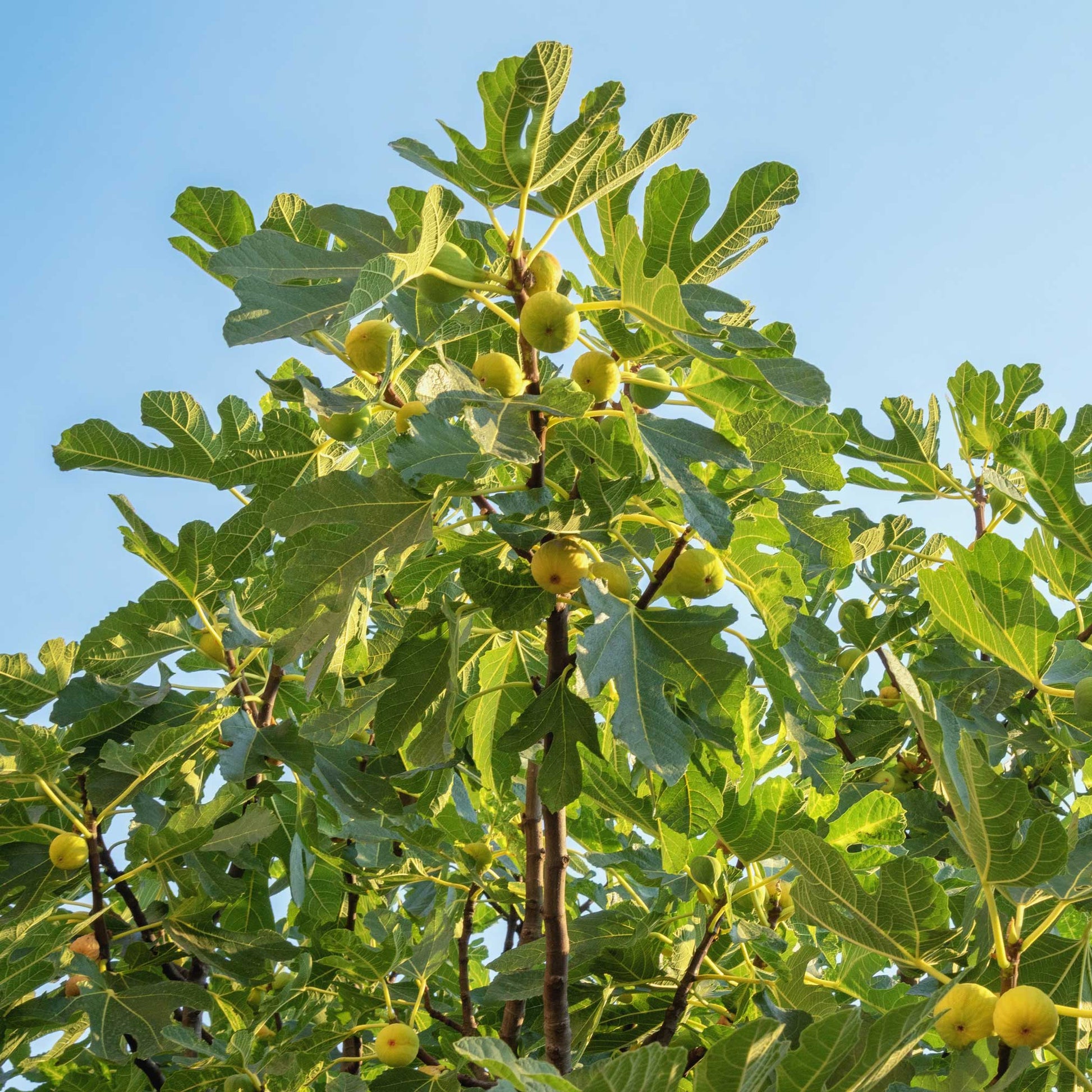 Treebute Kit with Cold Hardy Fig Tree for pet loss - indoor or outdoor memorial tree planting - shown in sunshine with fruit ripening on the tree.