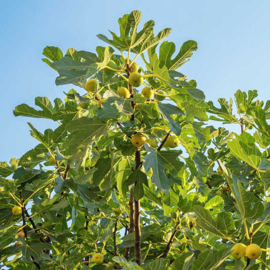 Treebute Kit with Cold Hardy Fig Tree for pet loss - indoor or outdoor memorial tree planting - shown in sunshine with fruit ripening on the tree.