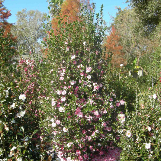 Dream Weaver Camellia (Memorial)