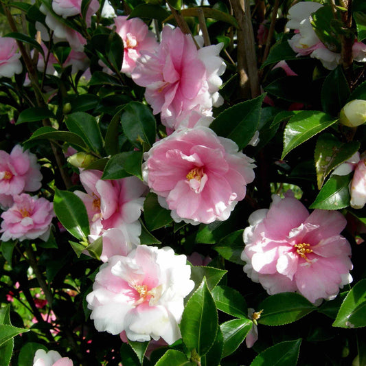 Dream Weaver Camellia (Memorial)