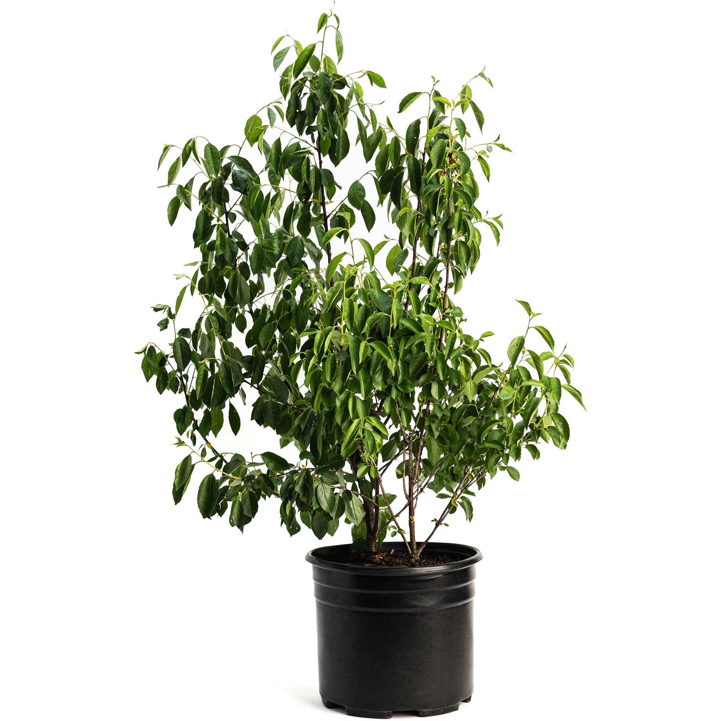 Romeo and Juliet Cherry Tree Bundle
