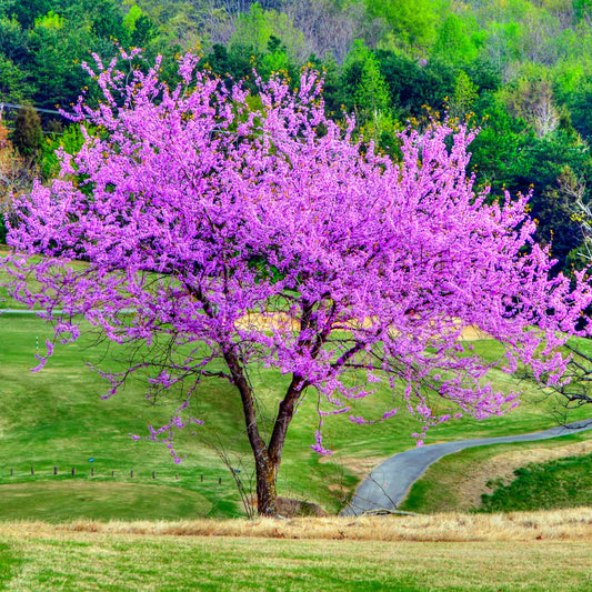 Eastern Redbud (Memorial)