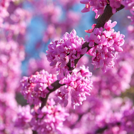 Eastern Redbud (Memorial)