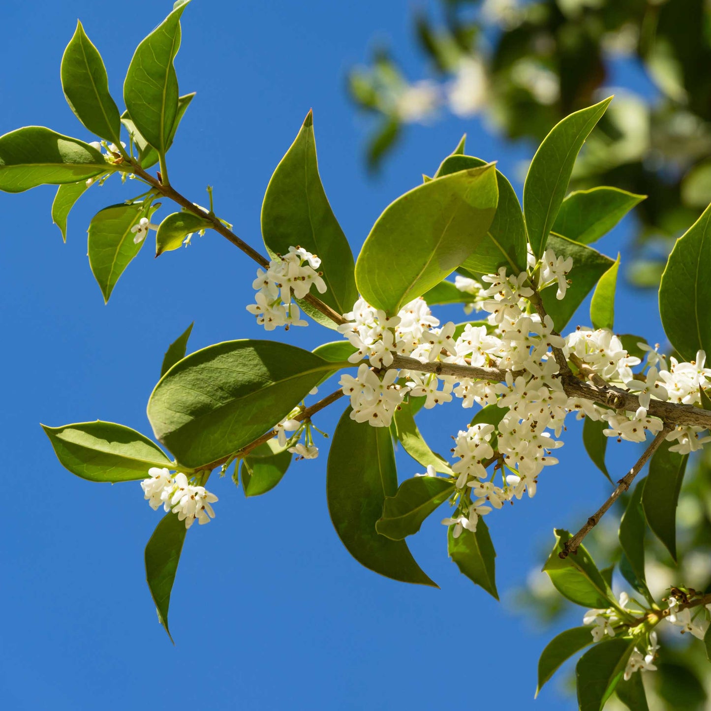 Fragrant Tea Olive Tree (Memorial)