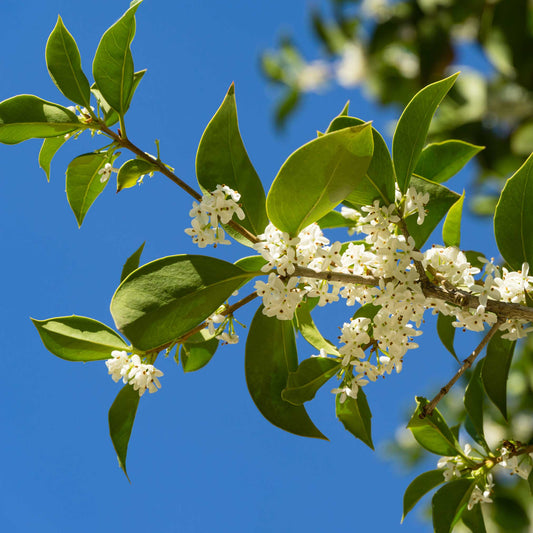 Fragrant Tea Olive Tree (Memorial)