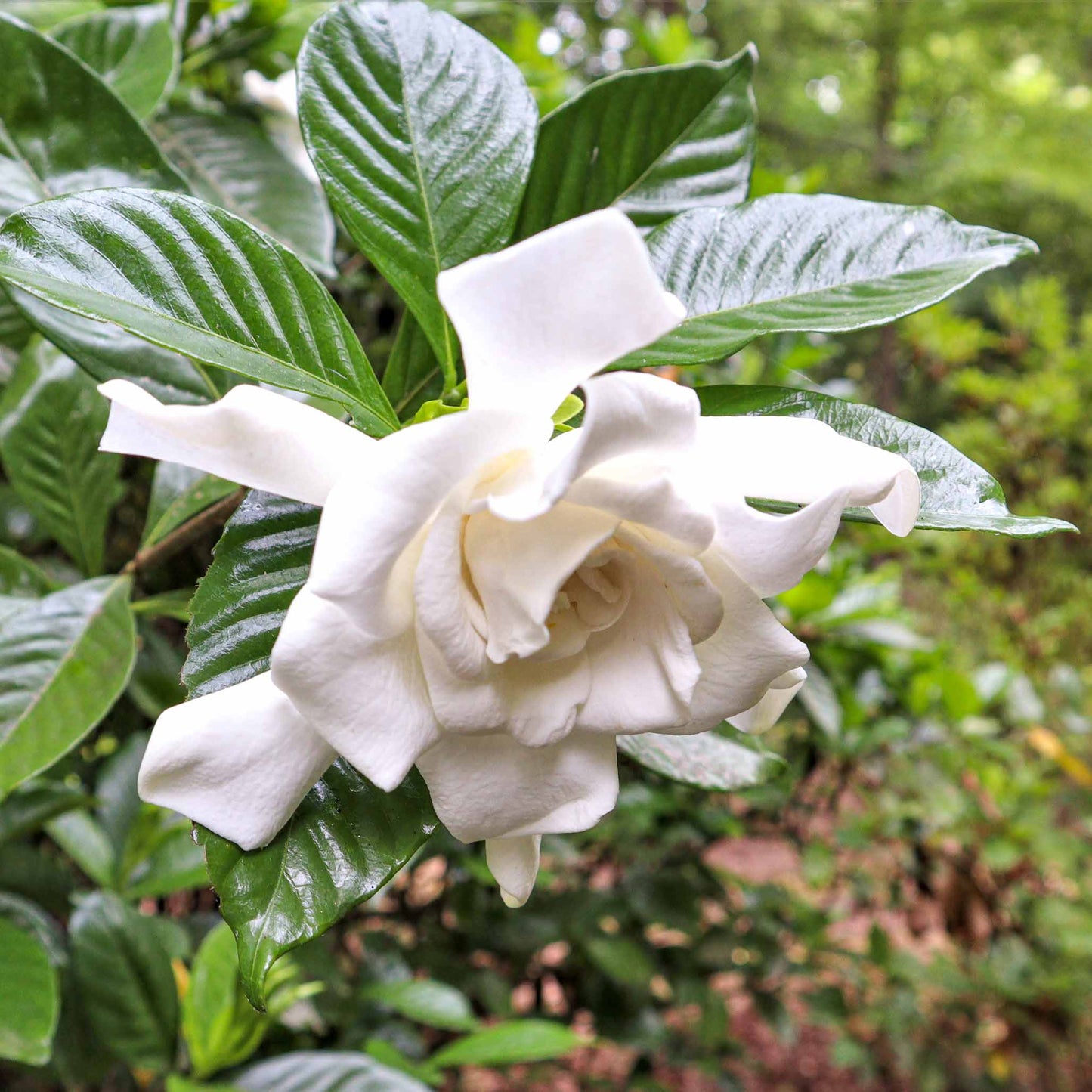 Frost Proof Gardenia (Memorial)