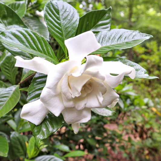 Frost Proof Gardenia (Memorial)