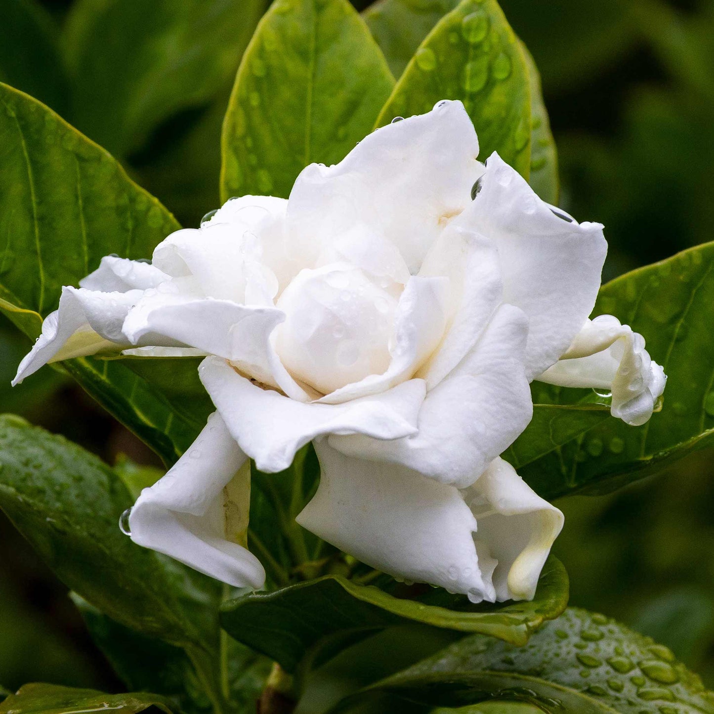 Frost Proof Gardenia (Memorial)