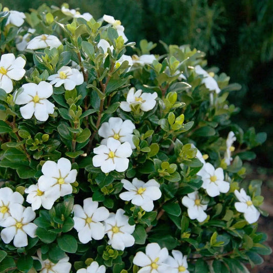 ScentAmazing® Gardenia (Memorial)