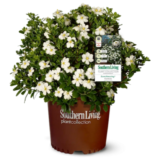 ScentAmazing® Gardenia (Memorial)