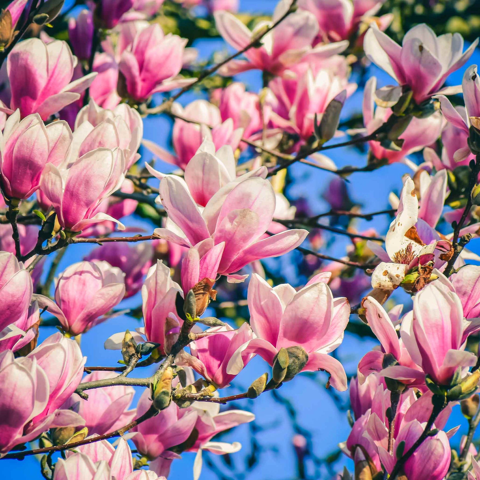 Tulip-flowered Jane Magnolia tree planted in memory of a beloved pet, part of the Treebute collection - Jane Magnolia Treebute Kit with tulip-shaped pink blossoms, planted a living pet memorial and a solution for using some - or all - pet cremation ashes