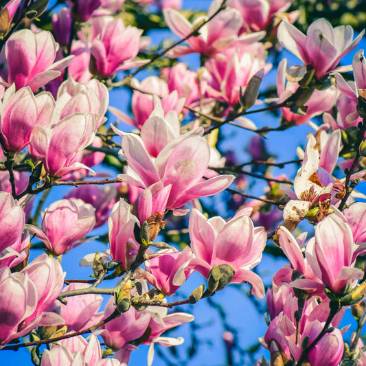 Tulip-flowered Jane Magnolia tree planted in memory of a beloved pet, part of the Treebute collection - Jane Magnolia Treebute Kit with tulip-shaped pink blossoms, planted a living pet memorial and a solution for using some - or all - pet cremation ashes